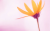 mysong<script>alert(